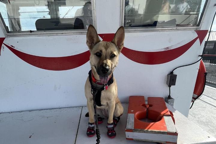 Dog Friendly Activities NYC: Unleash Fun Adventures