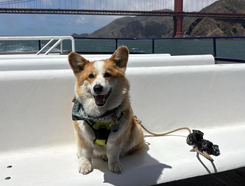 Dog Friendly Activities in San Francisco: Ultimate Fun Guide