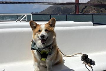 Dog Friendly Activities in San Francisco: Ultimate Fun Guide
