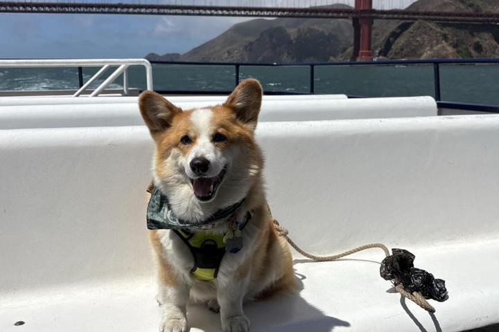 Dog Friendly Activities San Francisco: Unleash Adventure