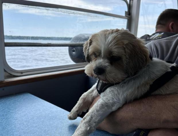 Dog Friendly Tours in Alexandria Bay, NY - BringFido
