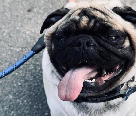 Pet Friendly Plymouth Fall Festival