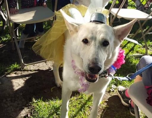 Pet Friendly Plymouth Optimist Club Pet Show at the Plymouth Fall Festival