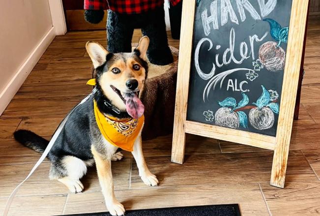 Pet Friendly The Apple Barn and Cider Mill