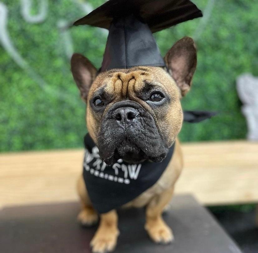 A pooch graduating from the dog-friendly Paw by Paw Dog Training in Kensington, MD.