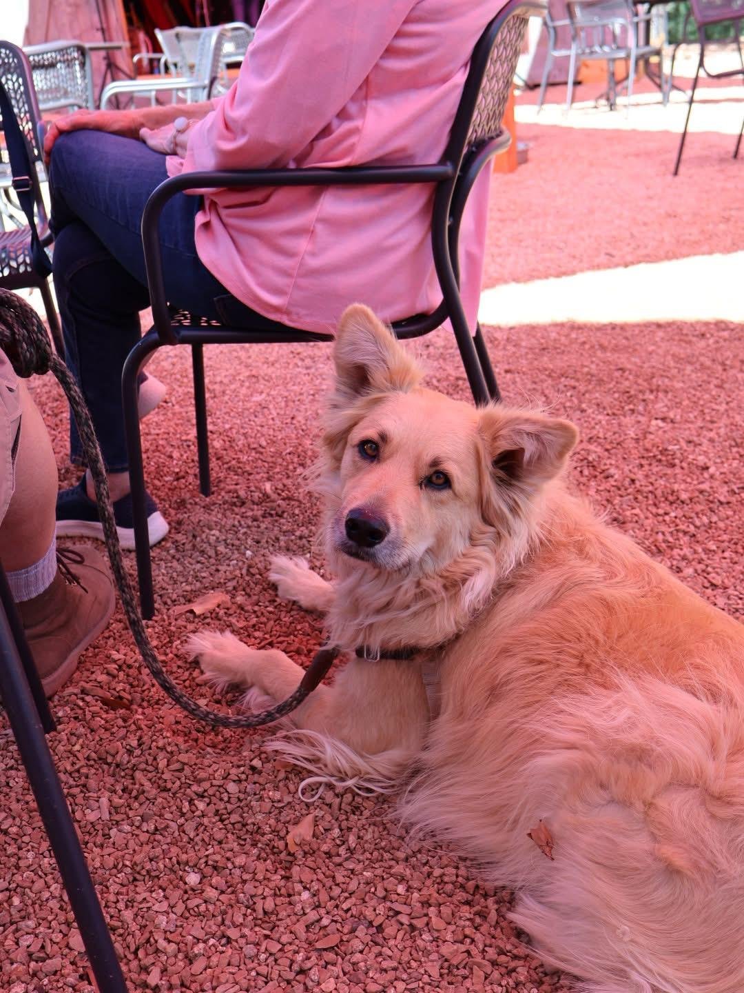 Pet Friendly TerraVin Cellars