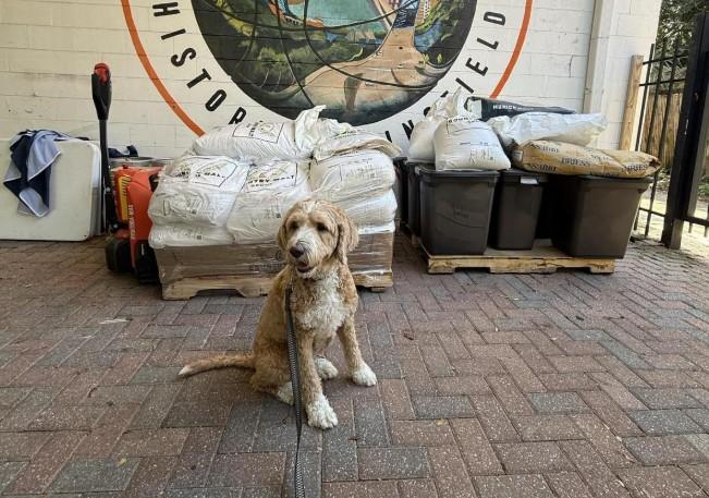 Strings Sports Brewery Pet Policy