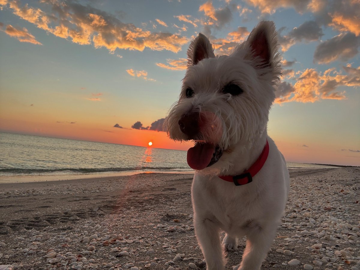 During an outing in Sanibel, FL, with the dog-friendly Serenity Sitters, a pup poses for a picture on the beach.