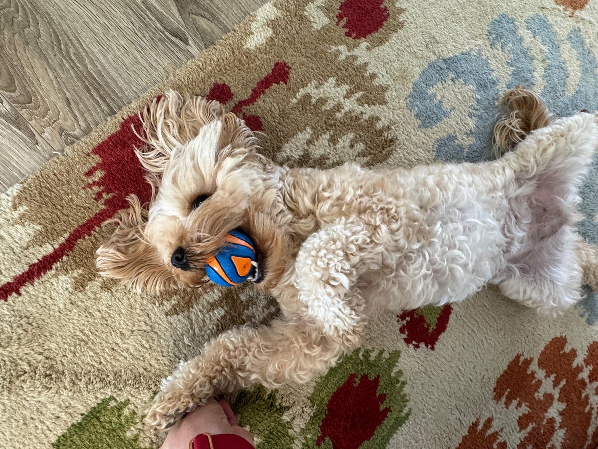 A canine playing with a ball during a drop-in visit from Sanibel, FL's dog-friendly Serenity Sitters.