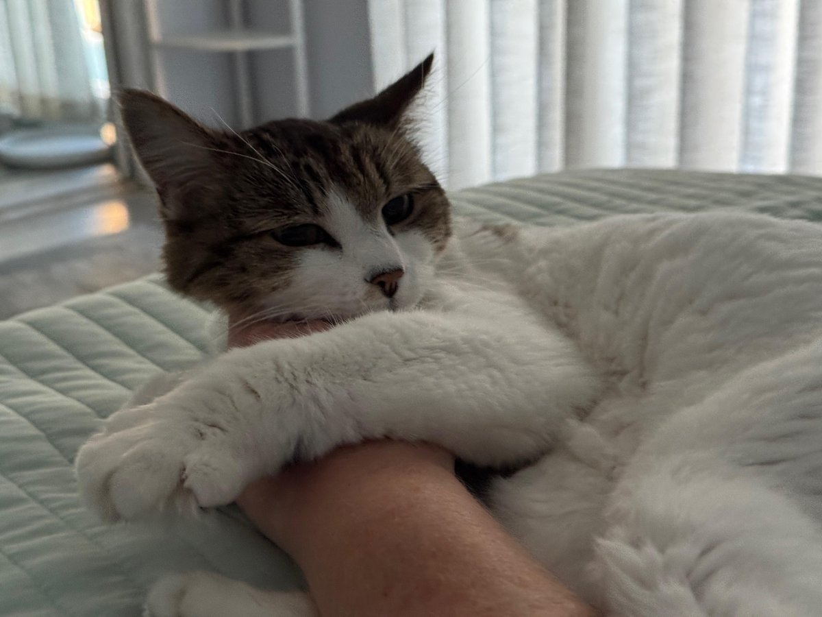 A cat lying on a bed while being petted by the pet-friendly sitter from Serenity Sitters in Sanibel, FL.