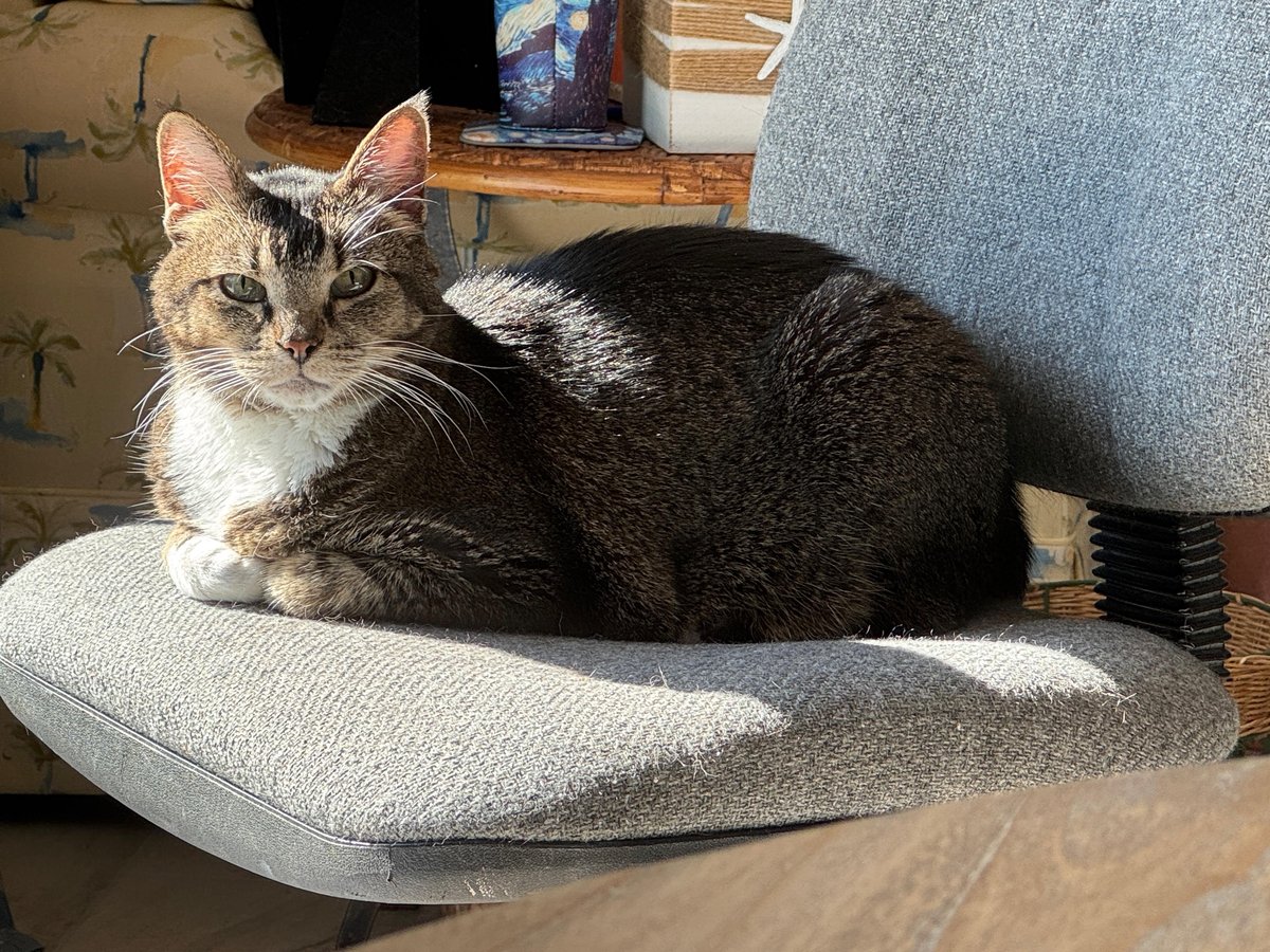 A cat sitting in the sun during a drop-in visit from the pet-friendly Serenity Sitters in Sanibel, FL.