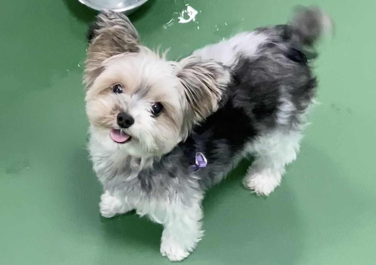 A smiling pup poses for a picture during daycare at the pet-friendly Dogtopia of Wesmont Station in Wood-Ridge, NJ.