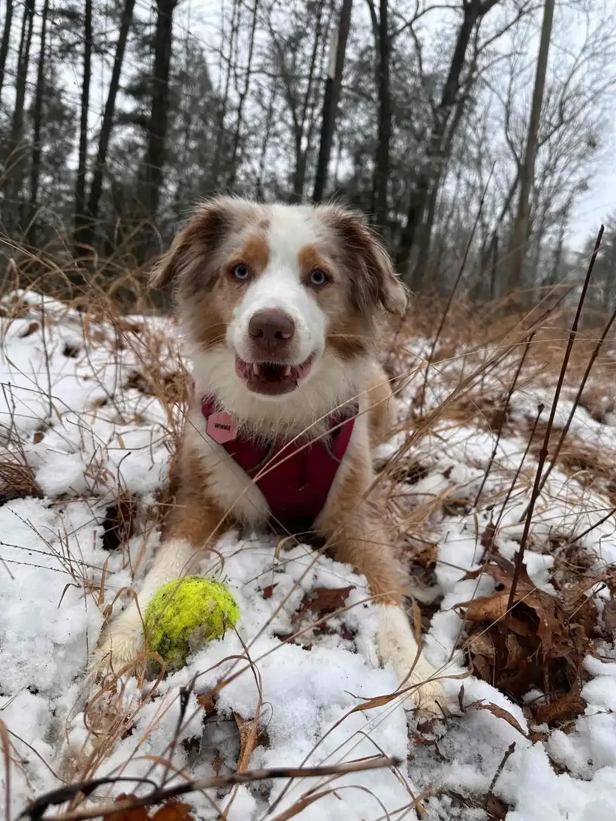 Photo of Blue Ridge Private Dog Park