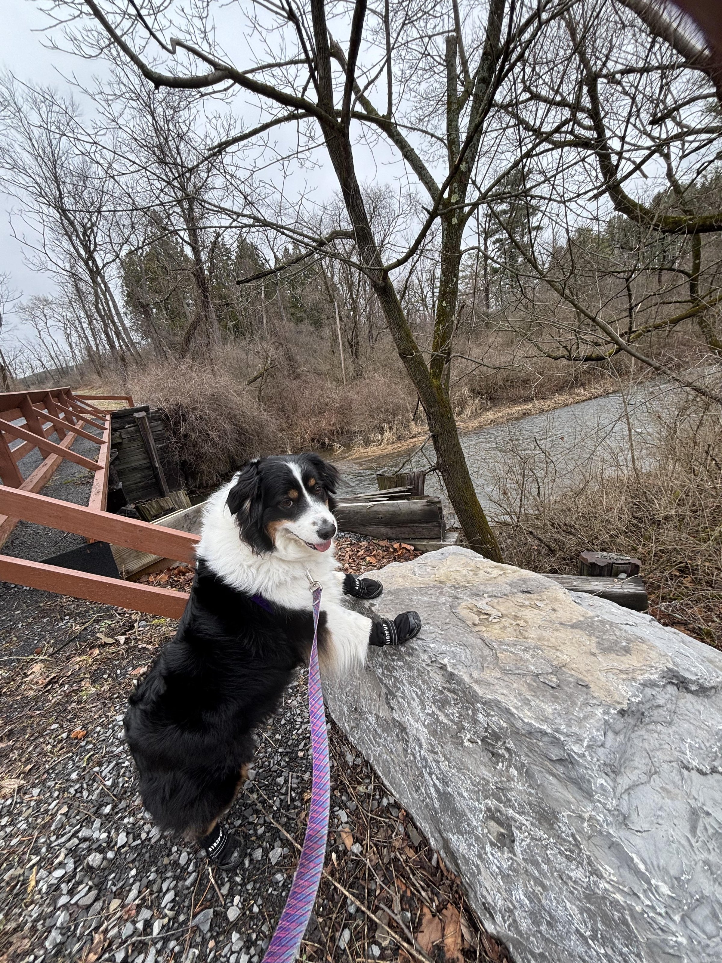 Pet Friendly Dryden Rail Trail