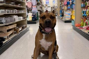Dog Friendly Shopping in Mesa, AZ - BringFido Dog Friendly Shopping in Mesa, AZ - BringFido
