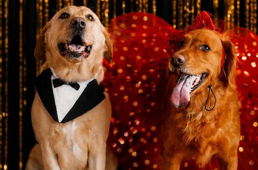 BringFido to Dog Prom at World of Beer