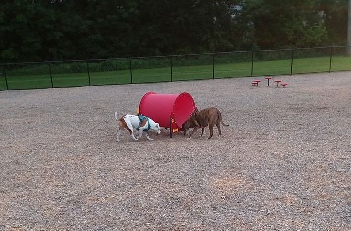 Pet Friendly Garder Dog Park