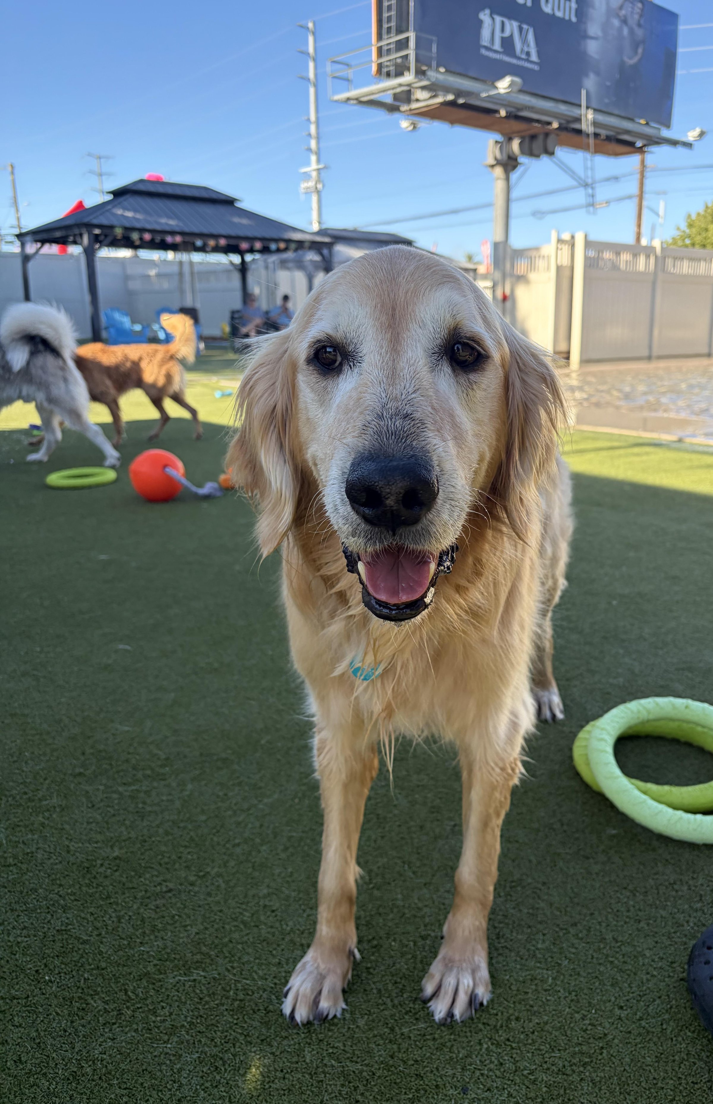 Pet Friendly The Local Bark Park