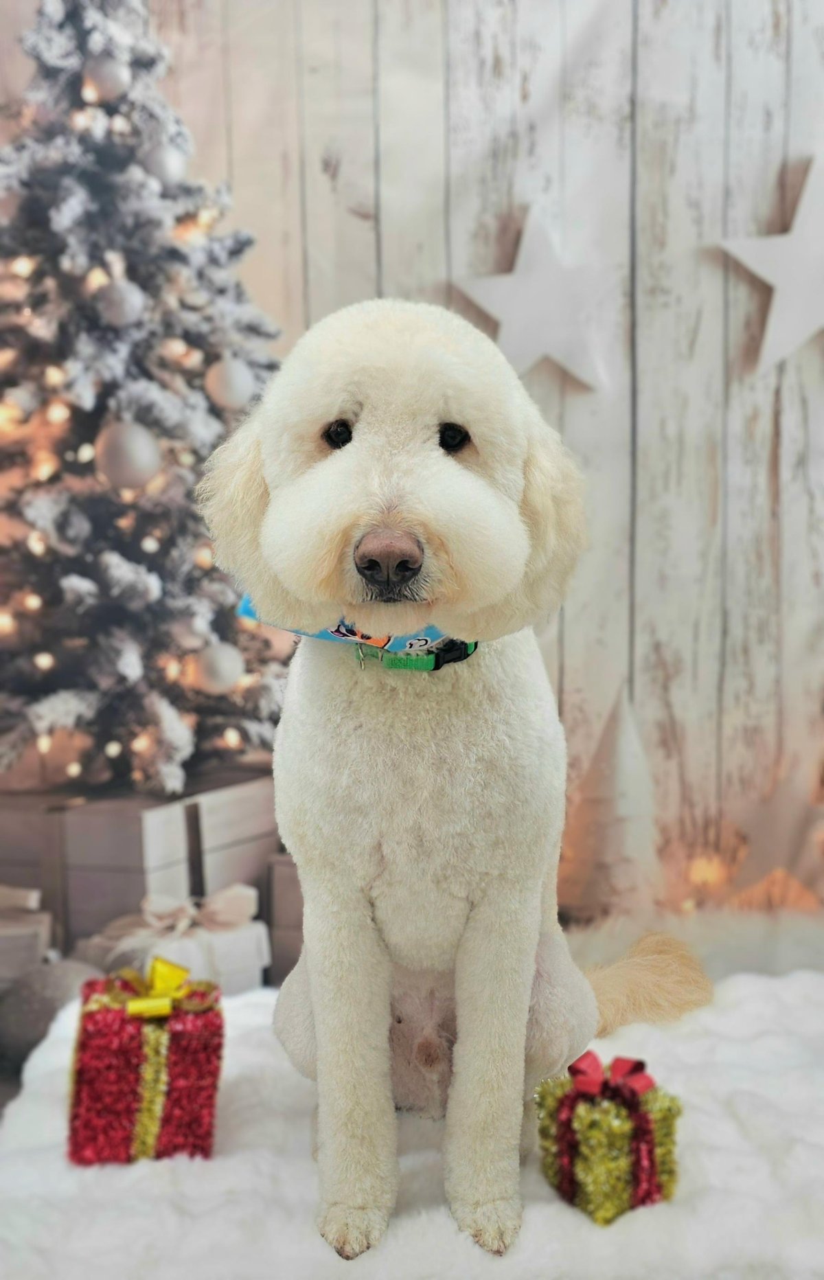 Cream-colored Goldendoodle with blue collar sits at dog-friendly CoMi Pet Grooming in Whitchurch-Stouffville, ON.