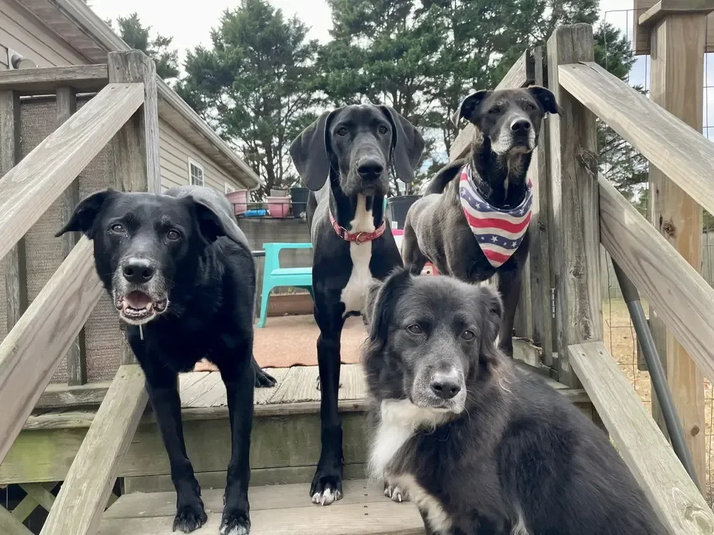 Pet Friendly Delmarva Dog Boarding