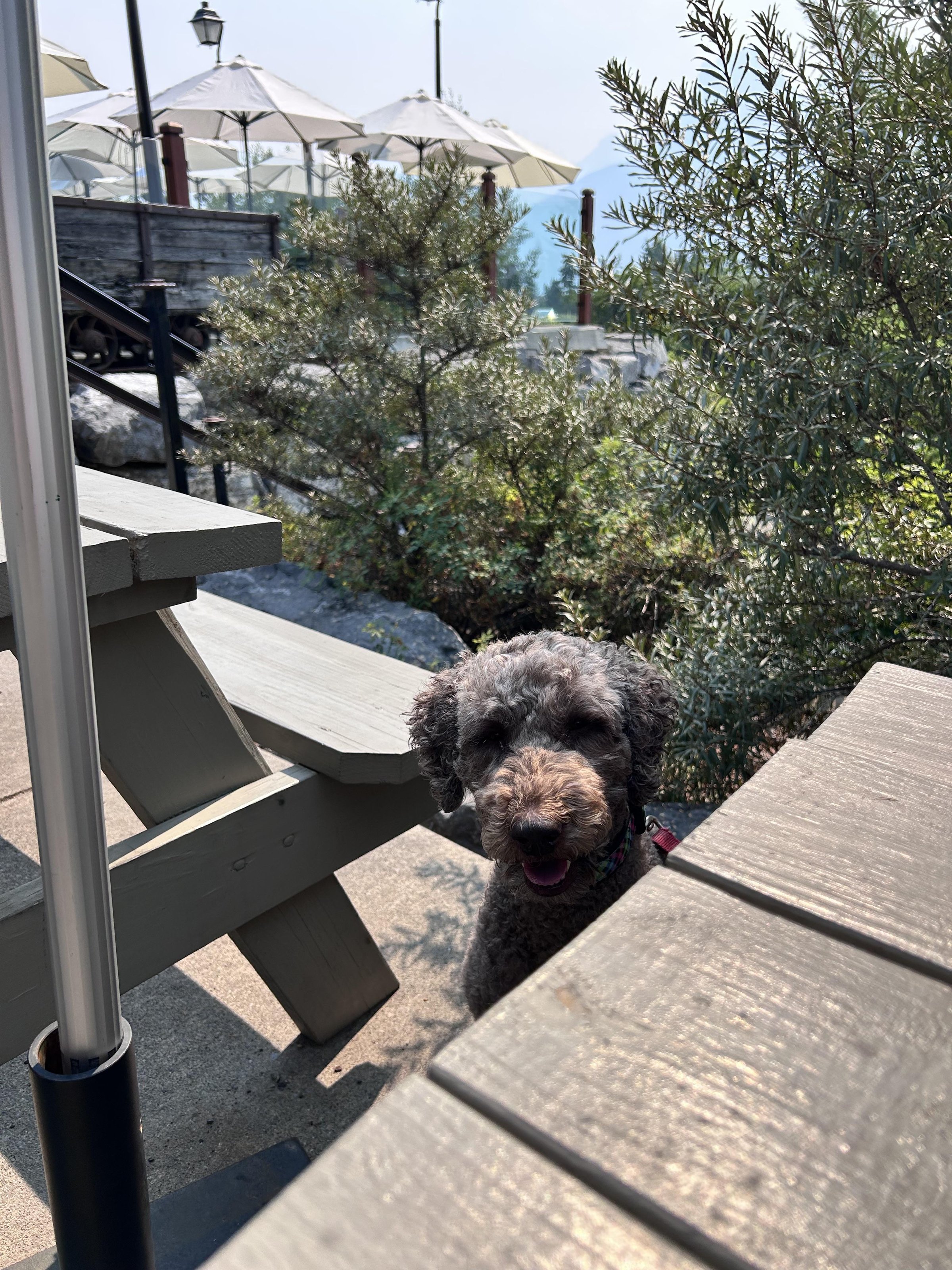 Pet Friendly Iron Goat Pub & Grill