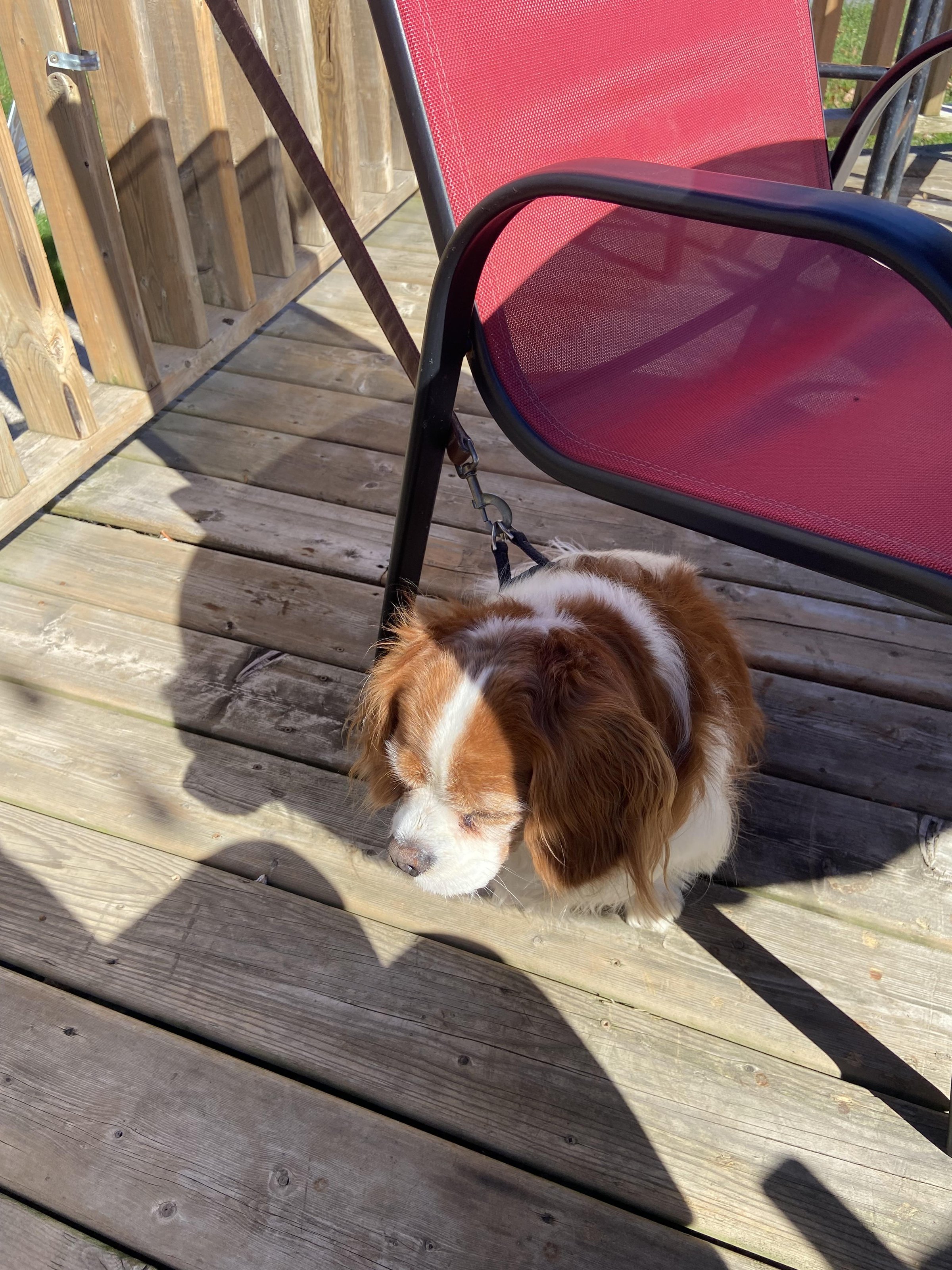 Pet Friendly 2 Nine Five