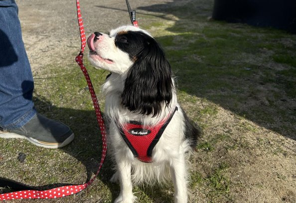Pet Friendly Laguna Seca Turkey Trot