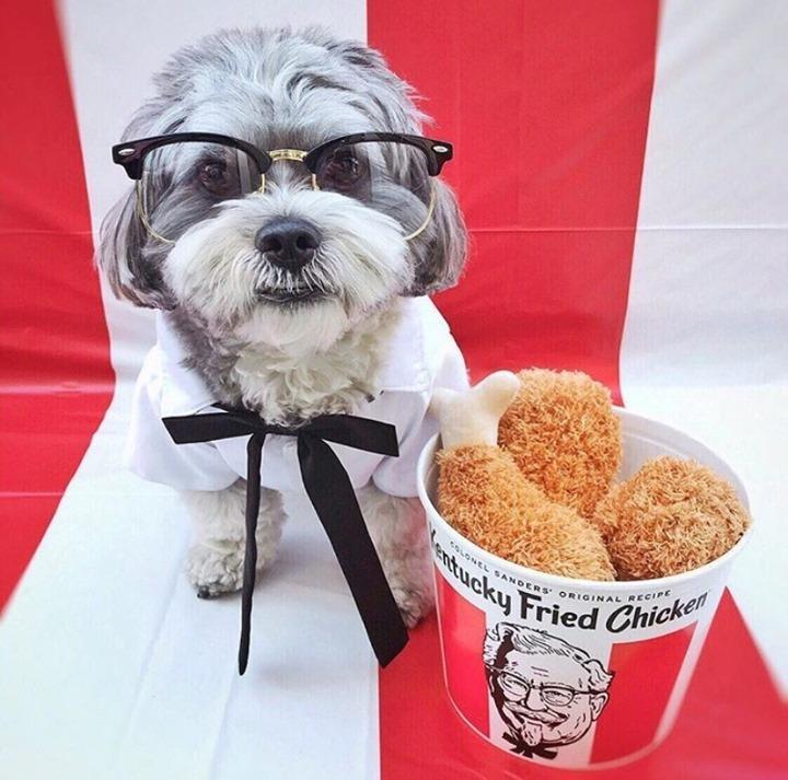 Kfc 2025 dog costume