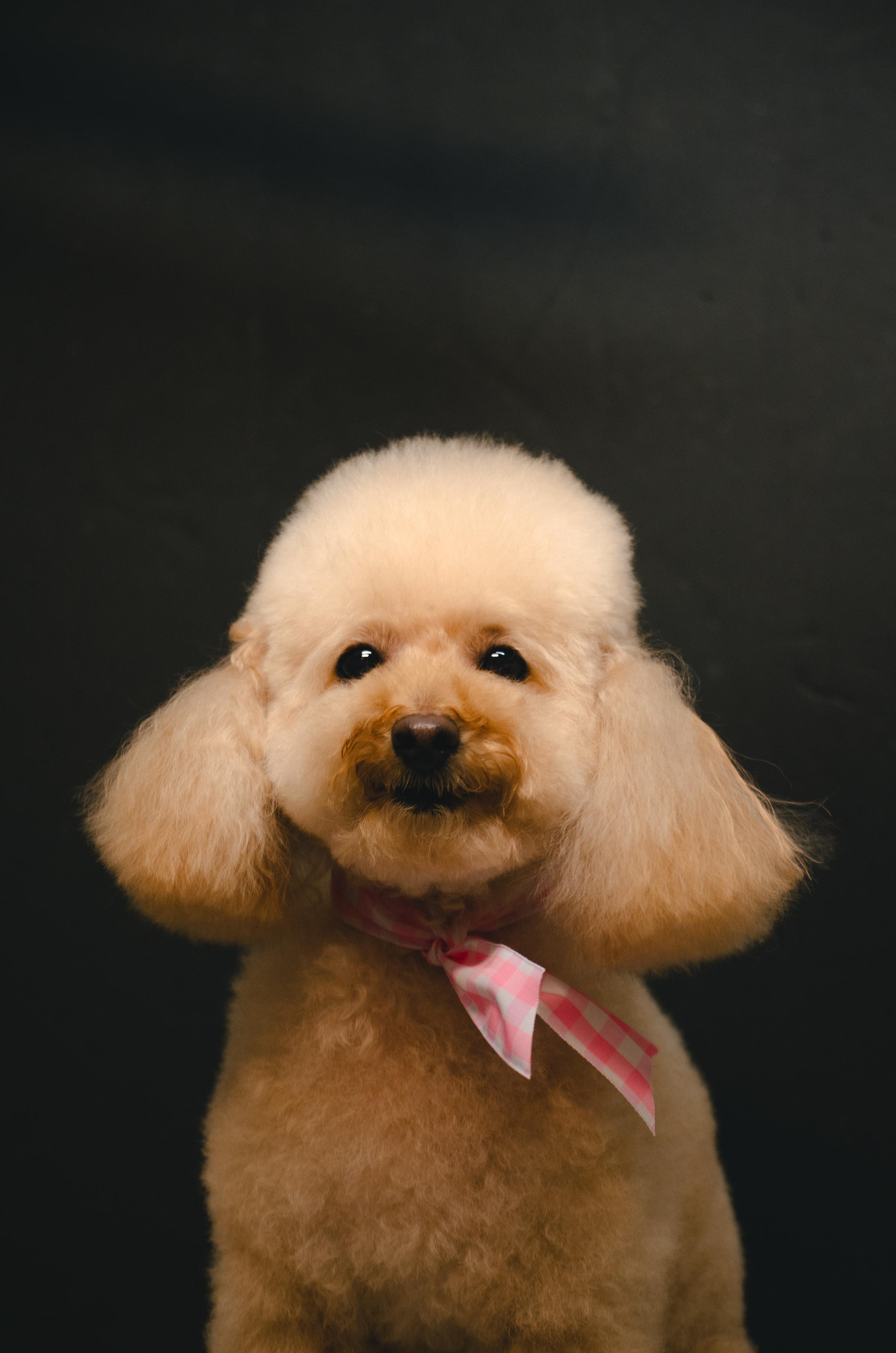 Pet Friendly Dog Grooming Springfield IL