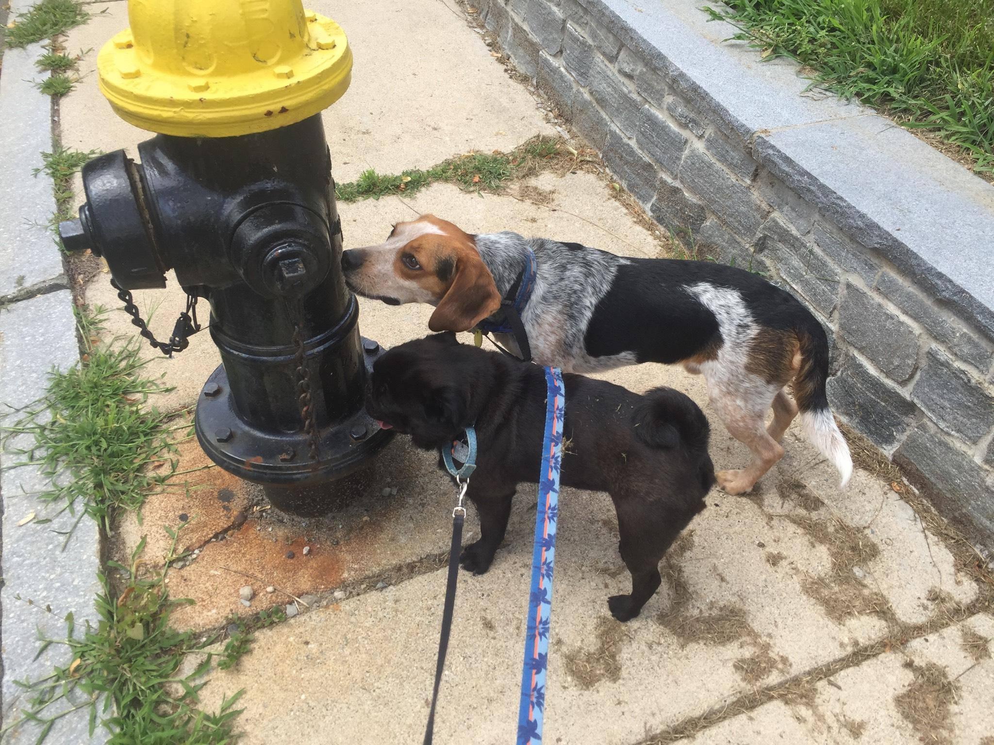 Pet Friendly Paws to Consider Dog Walkers Needham