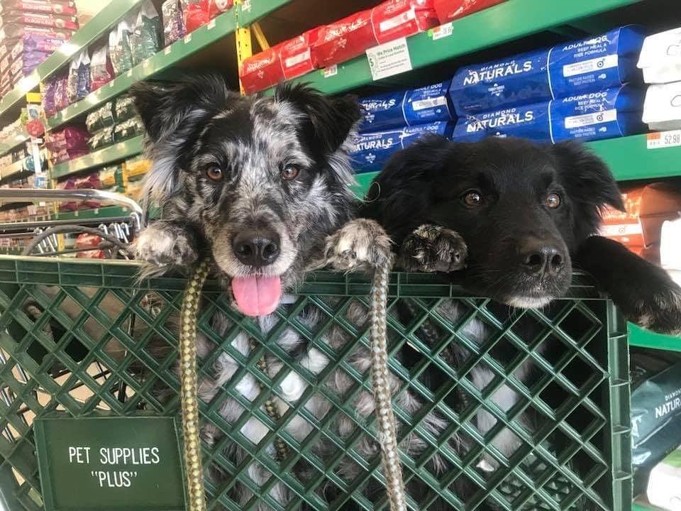 Pet supplies plus crate on sale