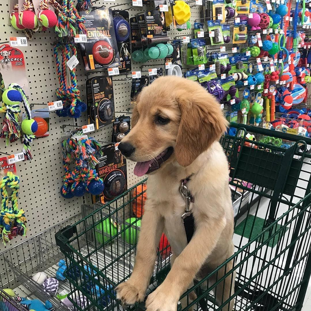 Petsmart sales supplies plus