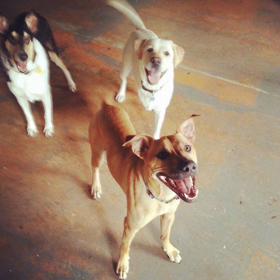 Directory Of Doggie Daycare Boarding In Boca Raton Fl Bringfido