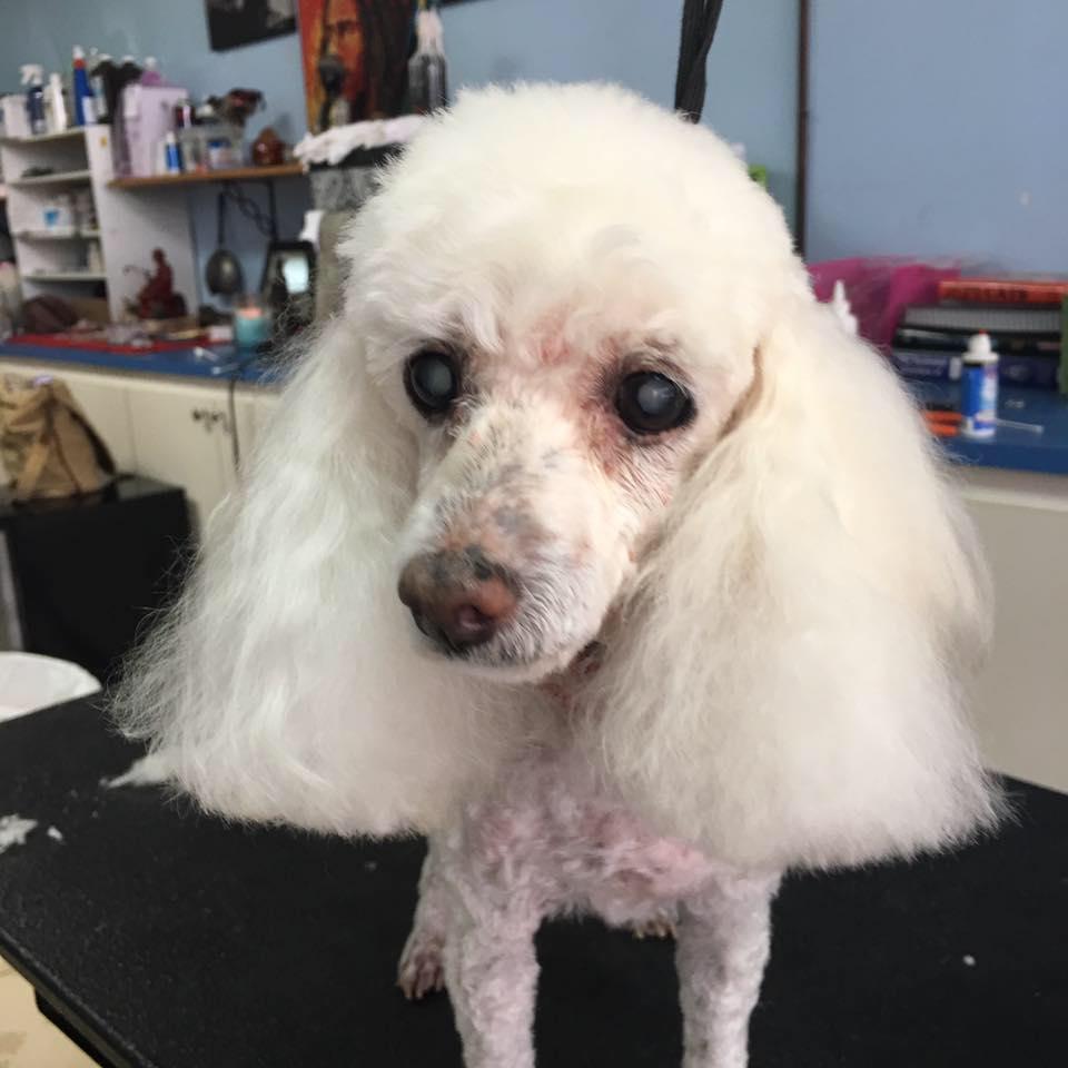 dog grooming walk in near me