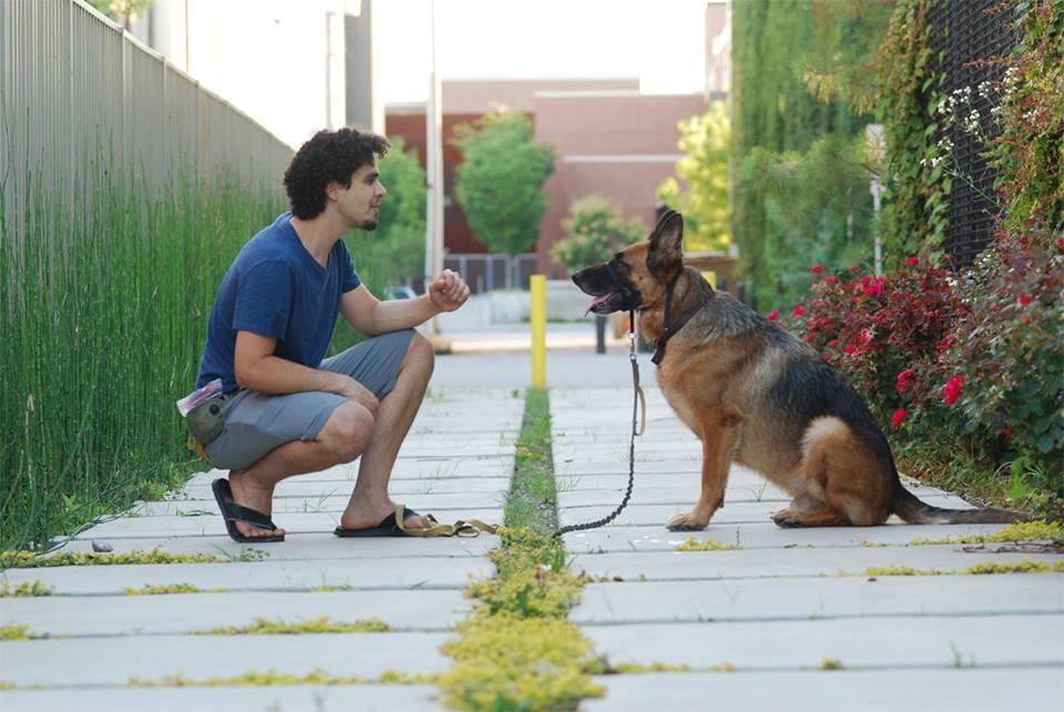 Pet Friendly Santiago Dog Training