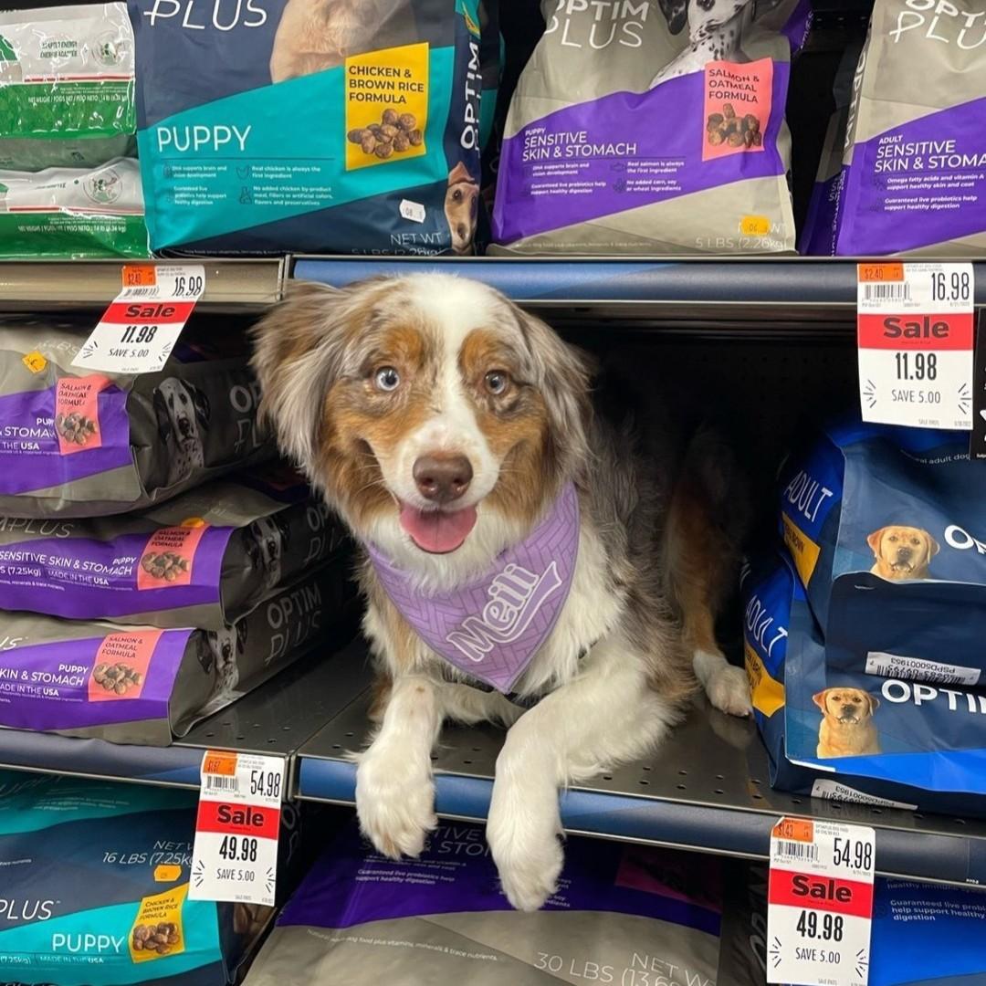 Pet supplies on sale plus puppy food