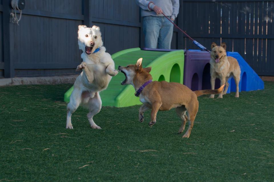 Dogtopia of Highlands Ranch