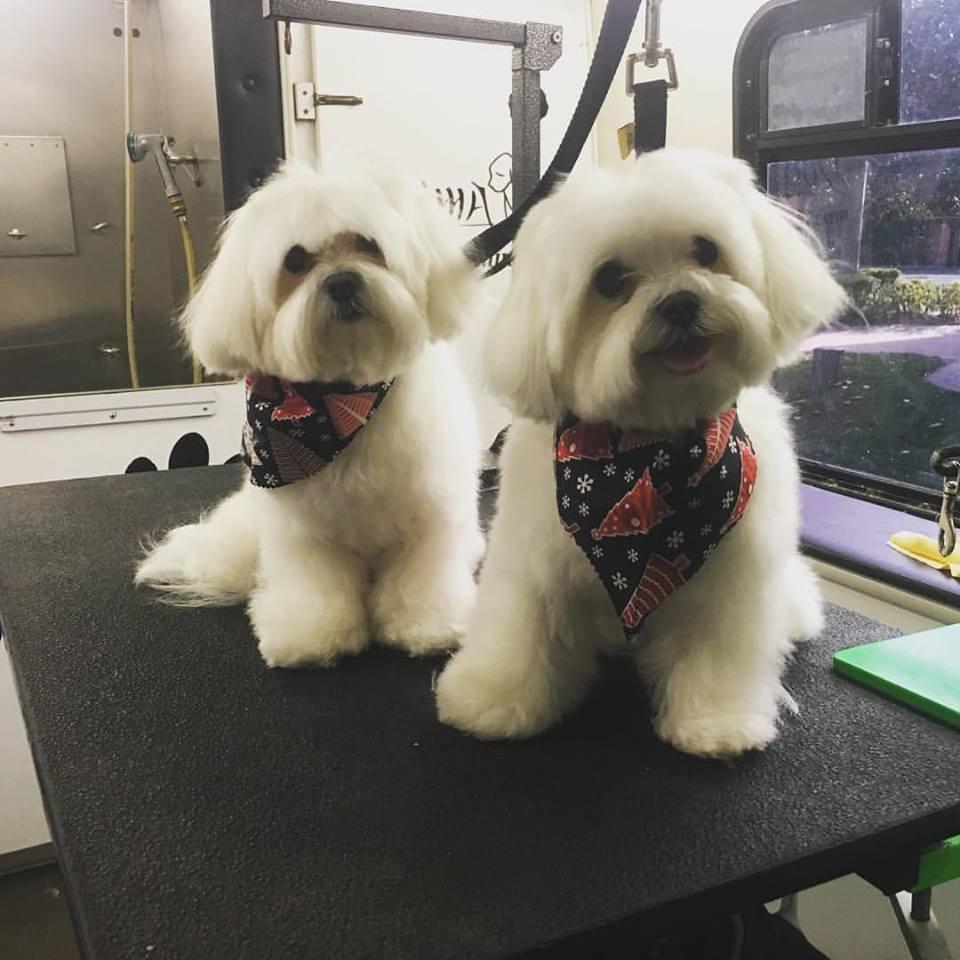 Pet Friendly Dogma Mobile Grooming Spa