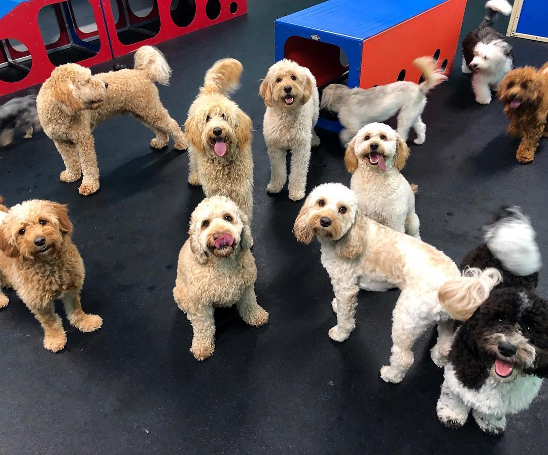Directory of Dog Grooming in Iowa BringFido