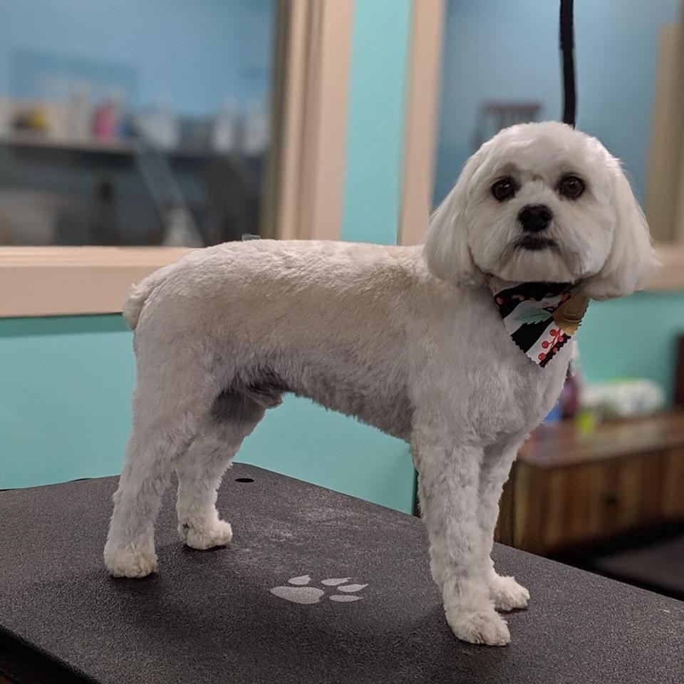 stylin paws grooming salon