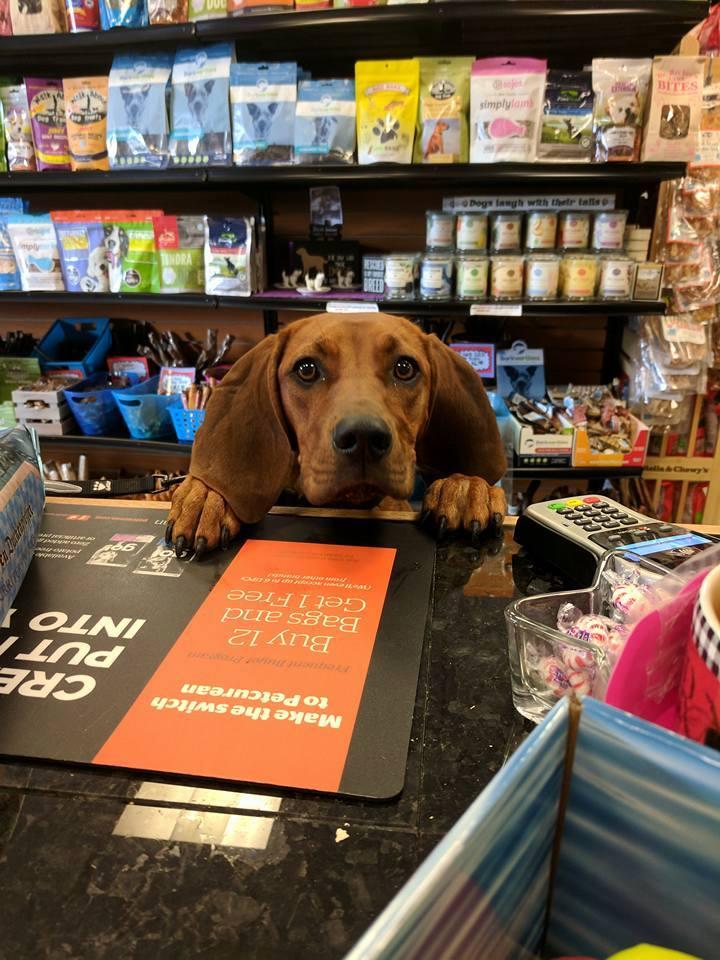 Nearby dog stores sale