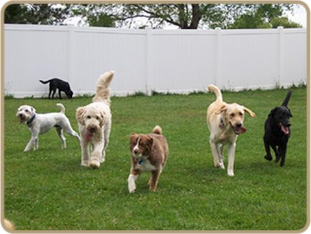 Directory Of Doggie Daycare Boarding In Lake Orion Mi Bringfido