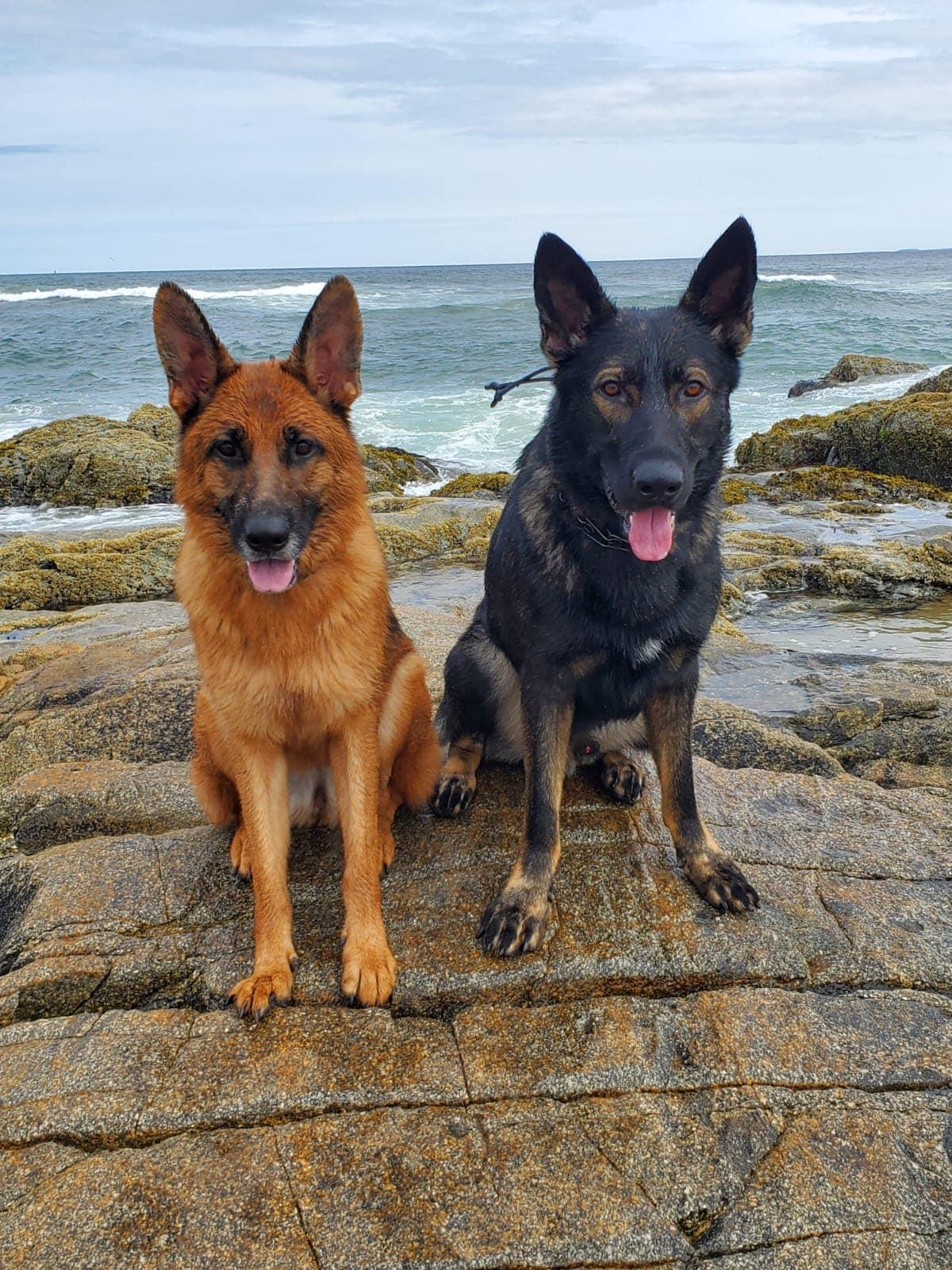 Pet Friendly Naked Dog Training