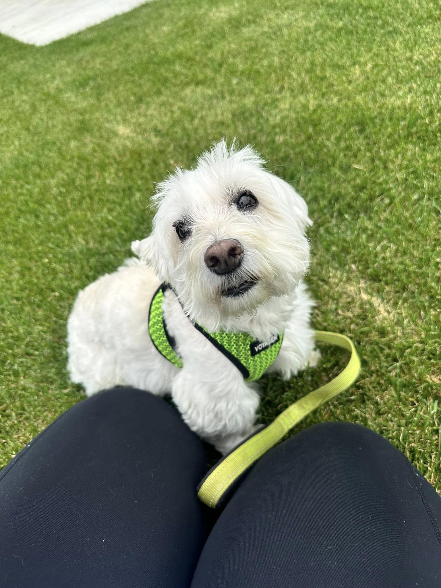 Pet Friendly From Wags To Wiggles