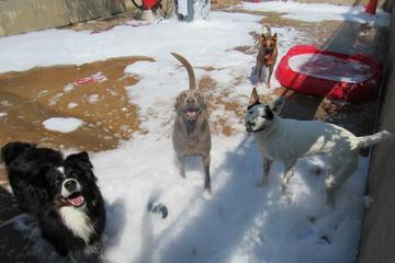 Carriage Hills Animal Hospital and Pet Resort Carriage Hills Animal Hospital and Pet Resort