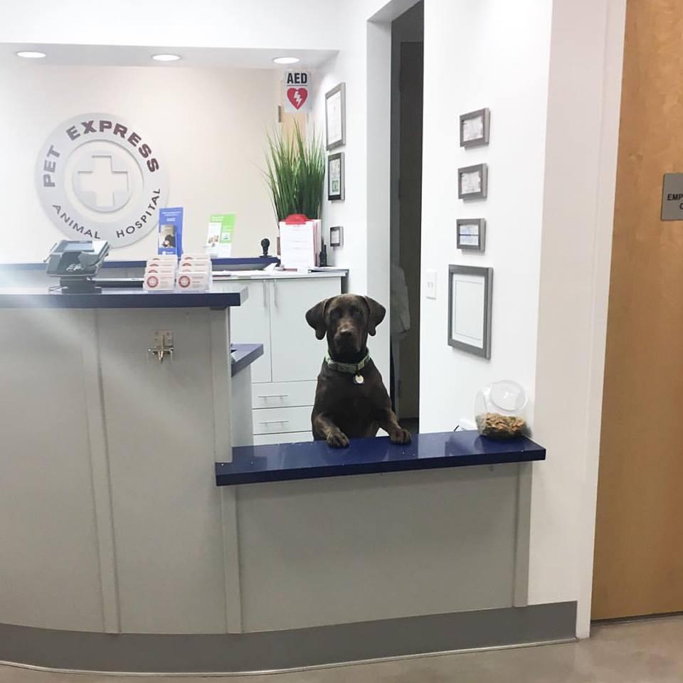 Pet Express Animal Hospital