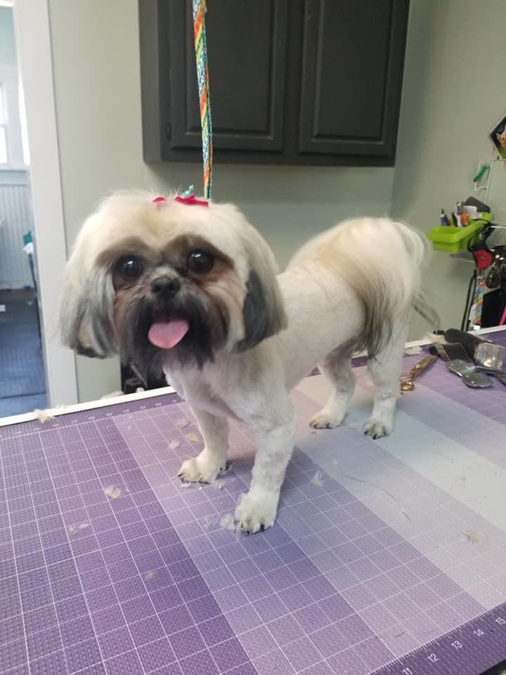 Pet Friendly Ruffcuts Canine Salon (Brenda's Pet Grooming)