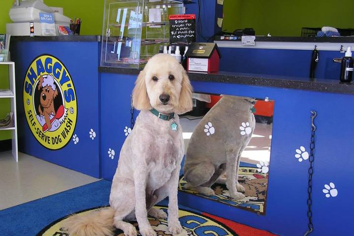 Pet Friendly Shaggy's Dog Wash & Grooming South