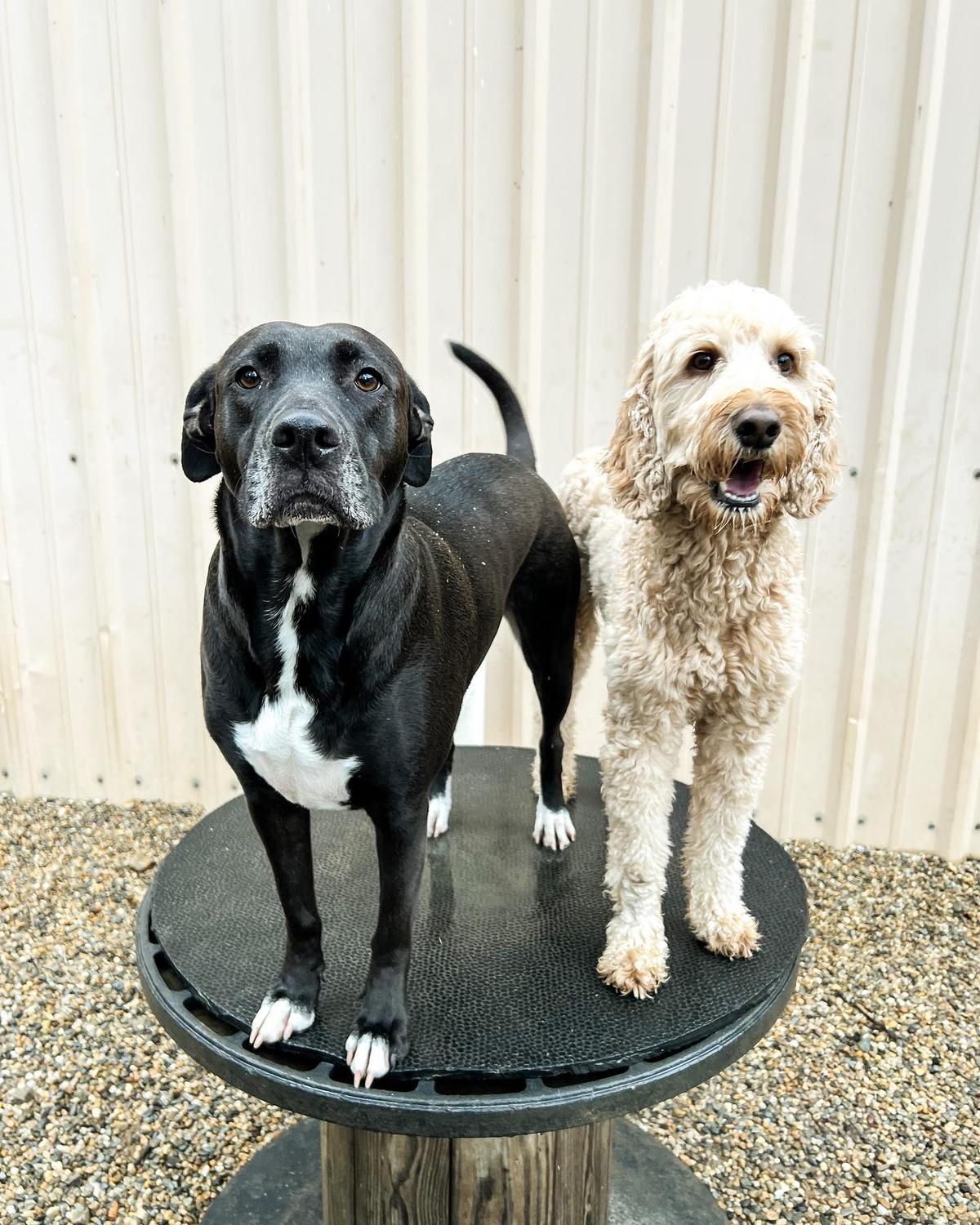 Top dog shop daycare and boarding