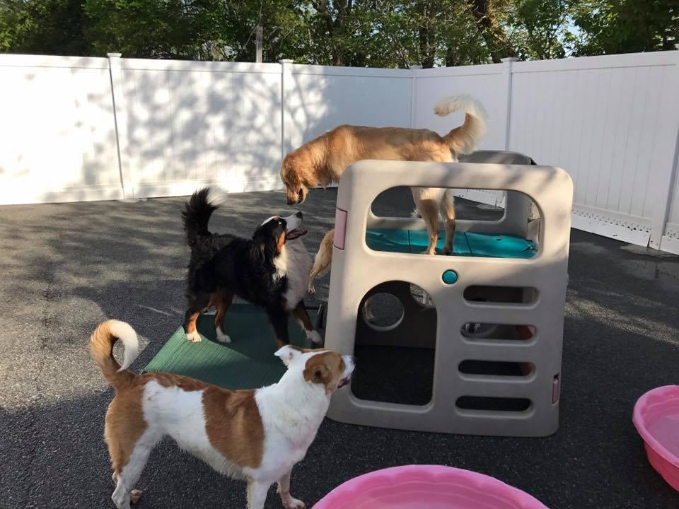 Pet Friendly Spoiled Rotten Doggie Daycare